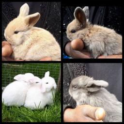 Mini lop rabbits for sale. Various colours such as Harlequin, blue Brown, white available from 18th May.
Prices from £35.
Parents available to view.
Good homes only!