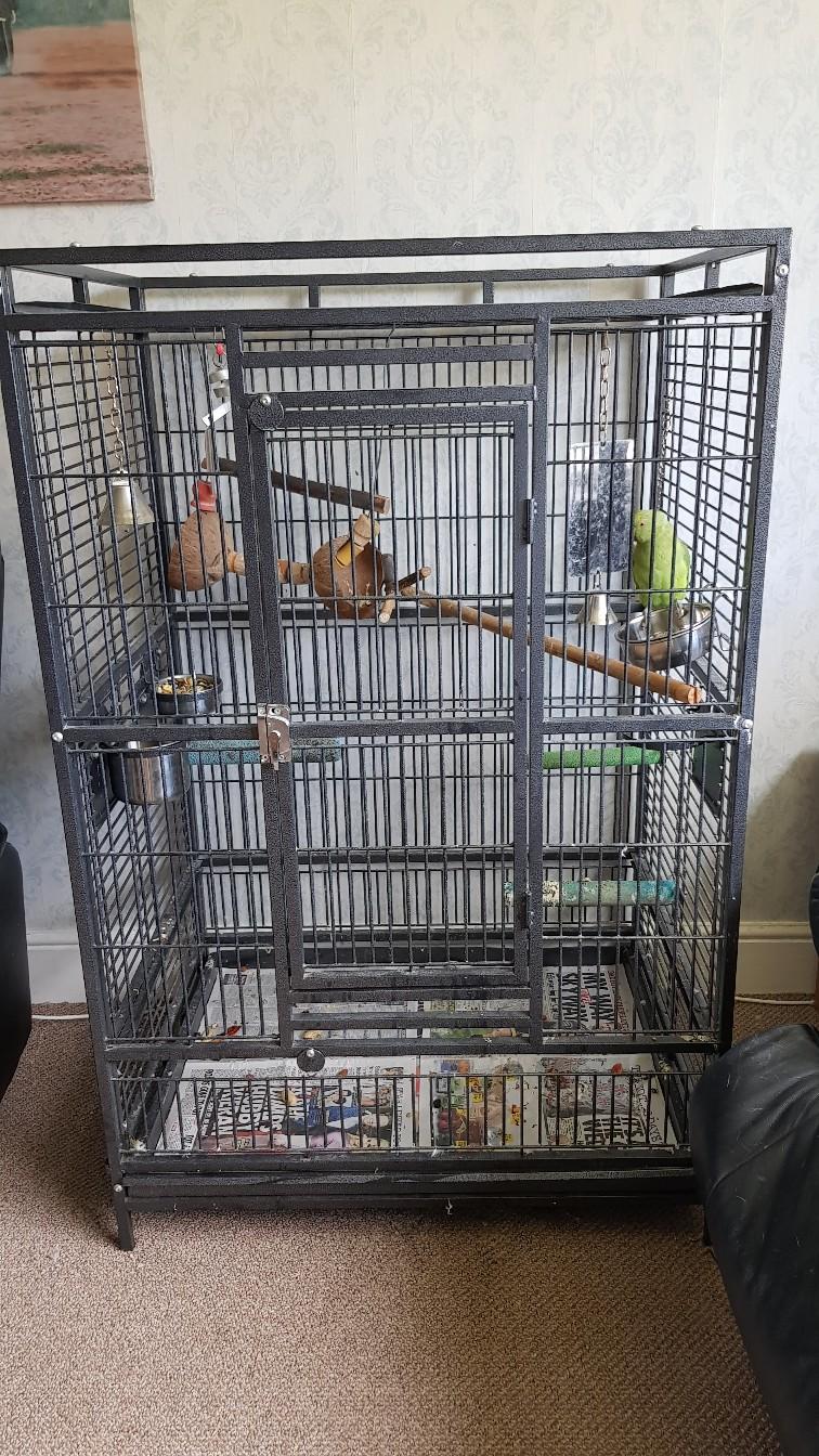 Indian Ringneck & Cage in DL14 Auckland for £60.00 for sale Shpock