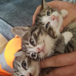 3 Kittens 2 girls left 
£30 Each 
07585551627