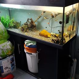 All 3 fish tanks u see for 200 1 is 4ft 1 is 2.5ft and the other is just a 84ltr tank no leaks and includes all my breading mollies and guppies collection only