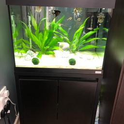 Fluval roma 90. Just over 6 months old, absolutely perfect condition, two Fluval u2 internal filters included, Fluval 100w heater, still have receipt. This is the led edition, the latest model I believe