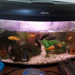 64lt fish tank with everything ready to plug in and go. Can be used for cold water or tropical. Comes with about 14 fish. Pick up Old Whittington