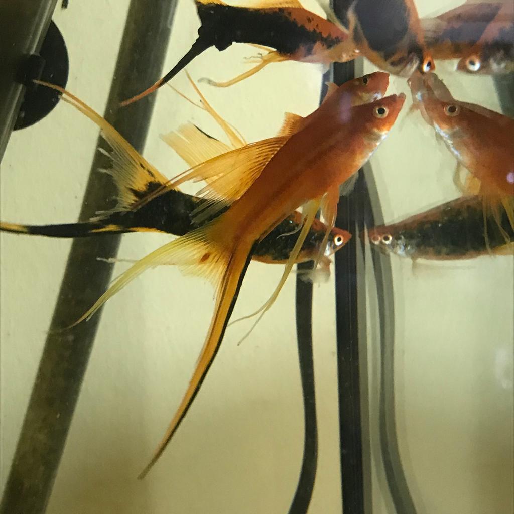 Lyretail Swordtail Livebearer Tropical Fish in SE15 London for £1.00