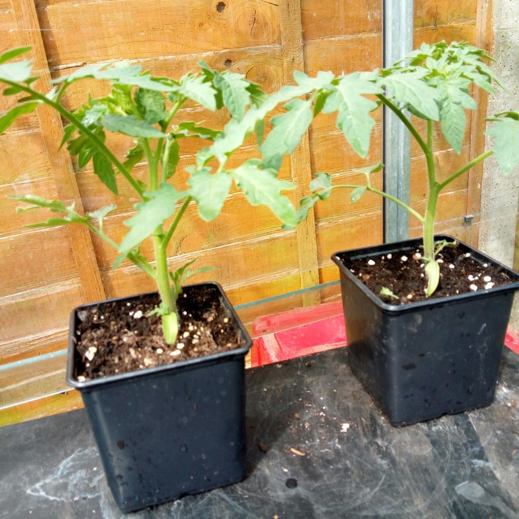 Tomato plants money maker in CV12 Bedworth for £0.50 for sale Shpock