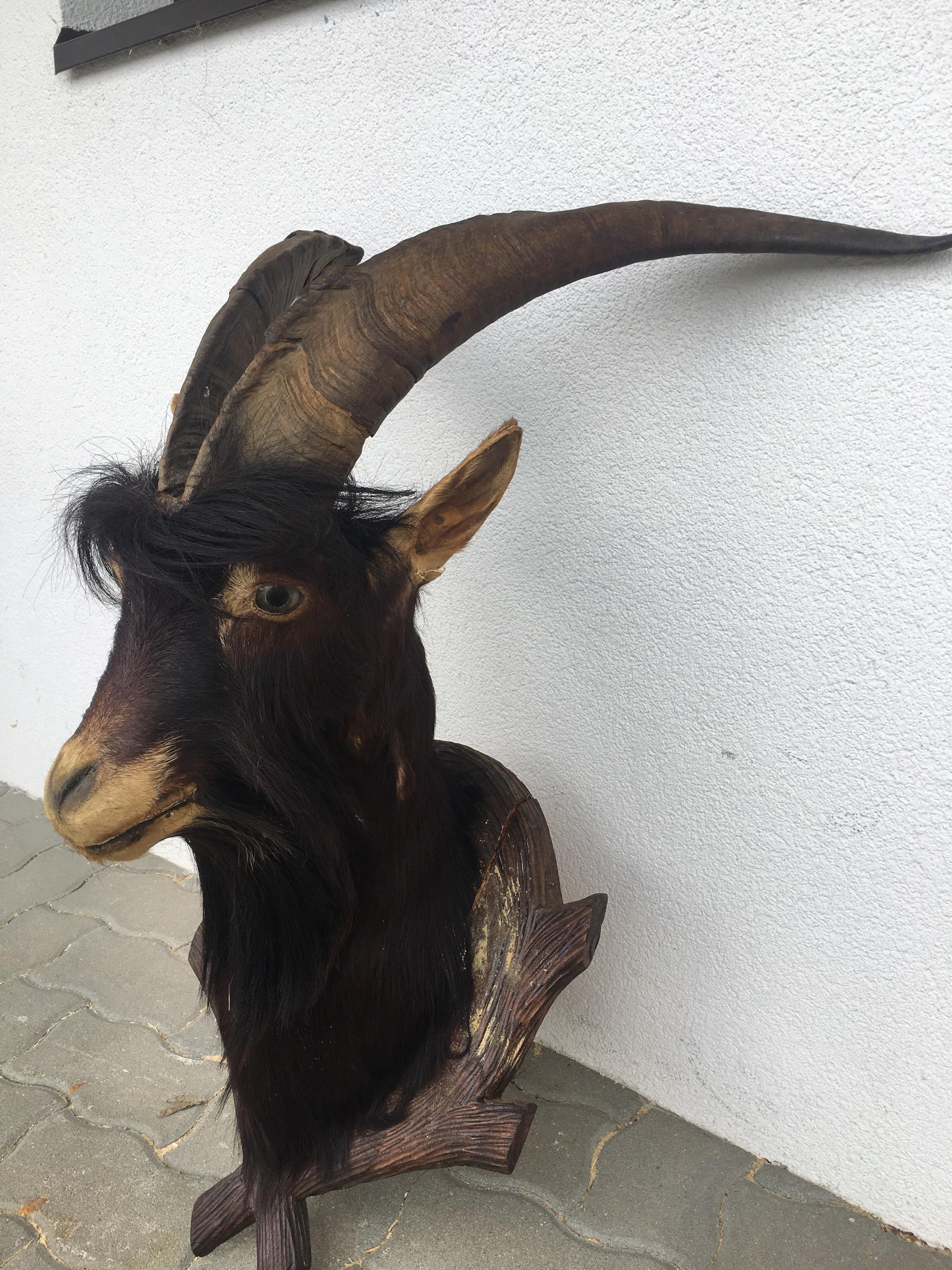 ziegenbock-krampus-perchten-pr-perat-geh-rn-in-6402-hatting-for-1-00