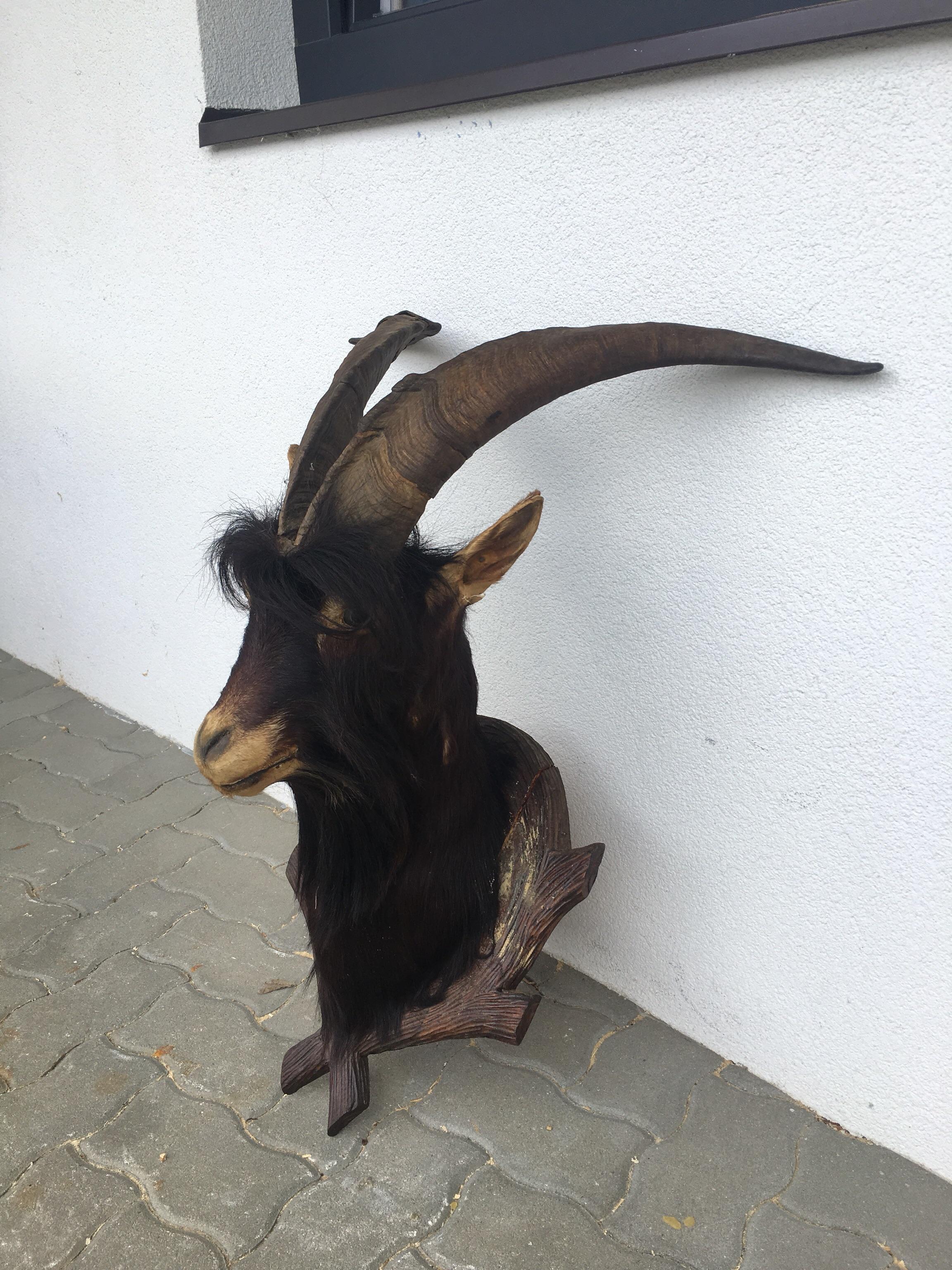ziegenbock-krampus-perchten-pr-perat-geh-rn-in-6402-hatting-for-1-00