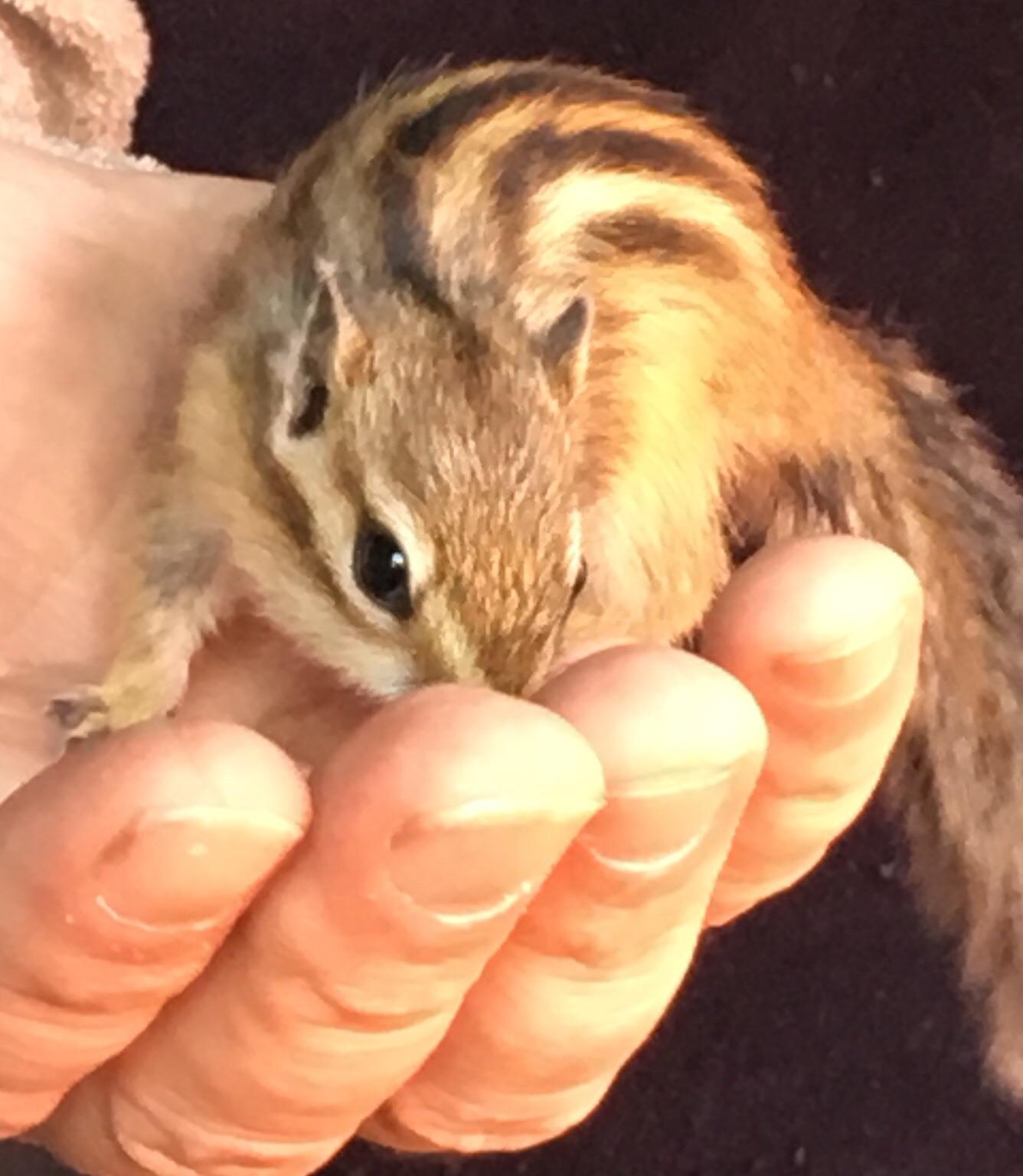 royalbaby chipmunk