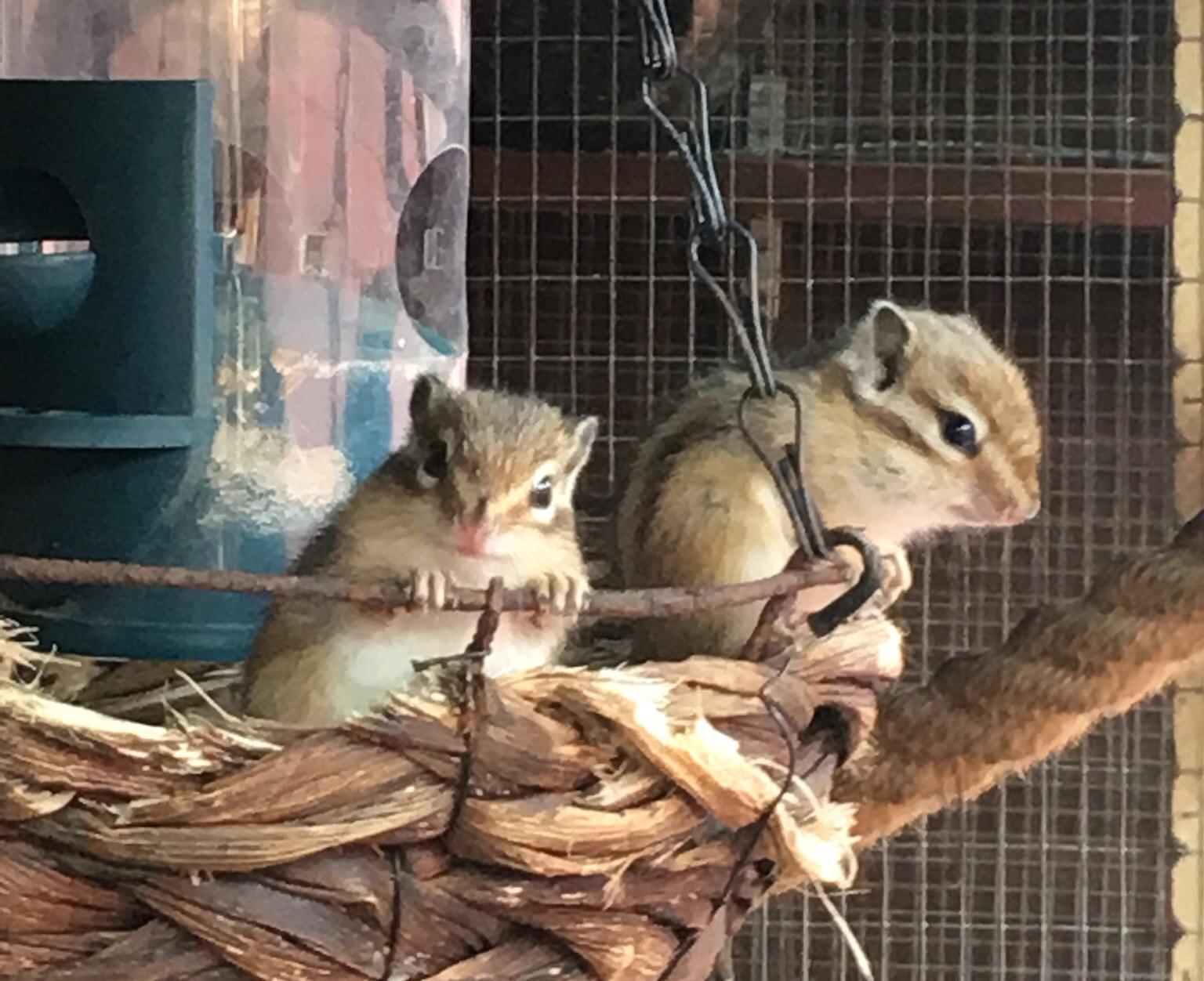 Baby chipmunks for sale in DE11 Derbyshire für £ 40,00 zum Verkauf