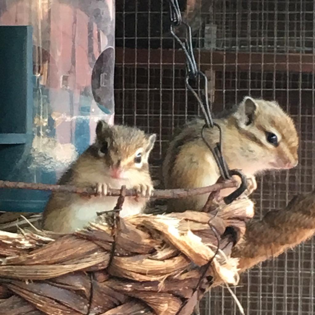 Baby chipmunks for sale in DE11 Derbyshire für £ 40,00 zum Verkauf ...