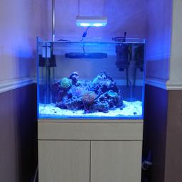 High quality 140l ADA aquarium full set up including AI Hydra HD 26 LED light, skimmer,
All livestock plus food and UV sterilizer.
Message for more detas.
Will only split if ALL livestock and rock taken together.