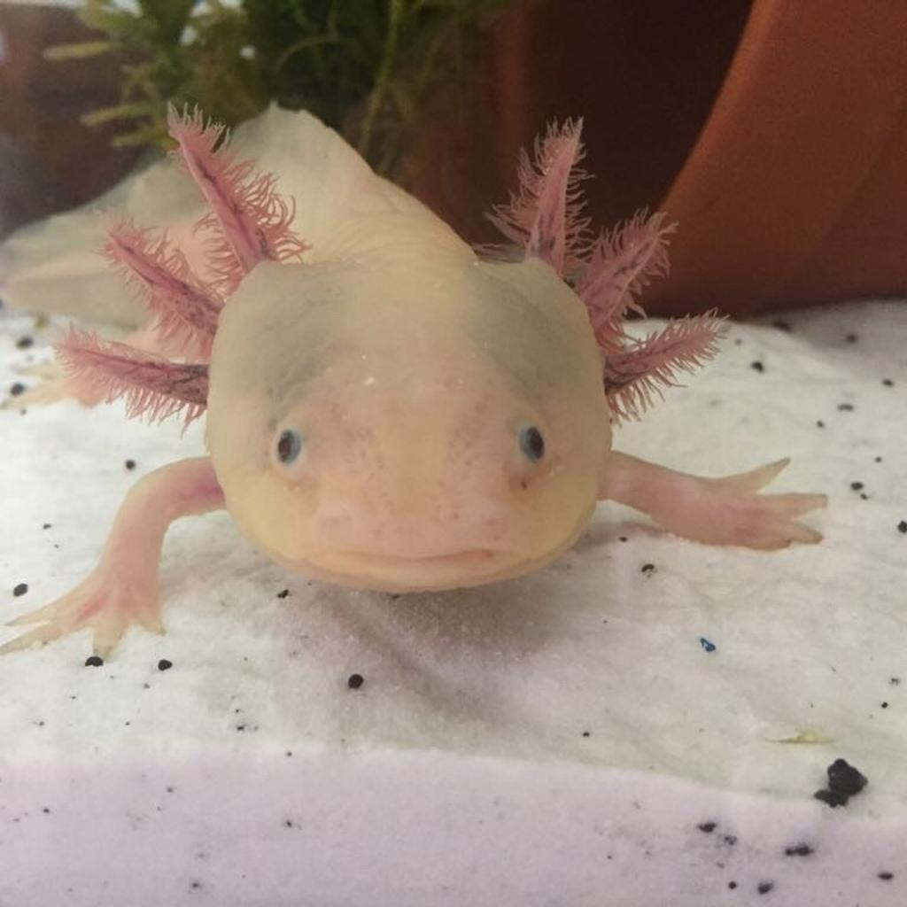 Baby leucistic axolotls in S44 Bolsover für £ 15,00 zum Verkauf Shpock AT