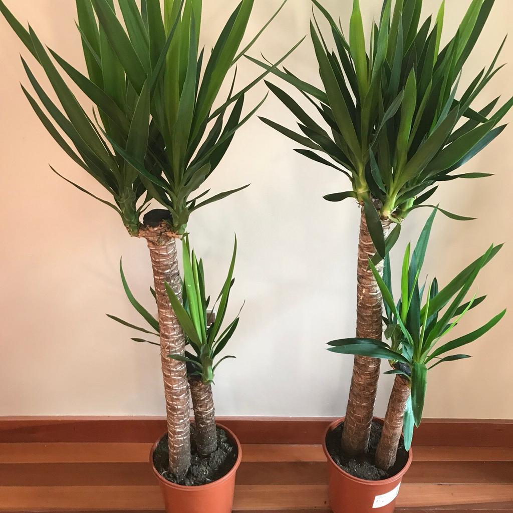 Two Ikea potted plants YUCCA ELEPHANTIPES in L1 Liverpool für 20,00