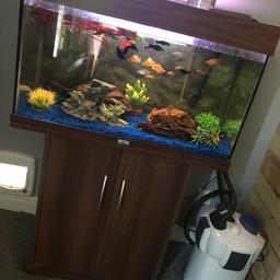 Full tank setup with heater, air block, filter, 100l tank and a variety of fish. 
Fish include live bearing molly, suckers and neon
