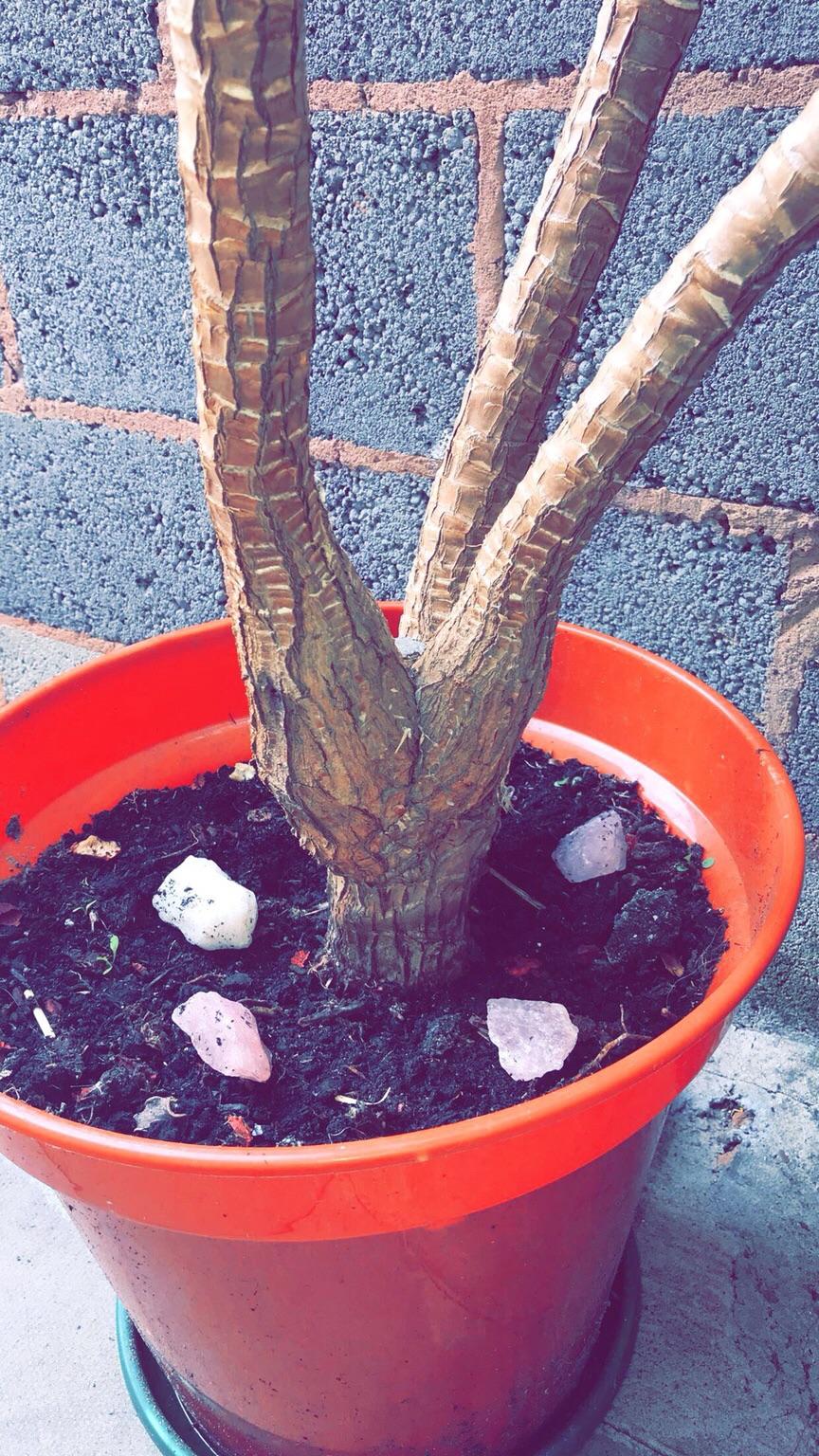 tall-palm-tree-in-b21-birmingham-f-r-50-00-zum-verkauf-shpock-de