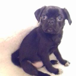 Ready now
Mum 3 quarter pug x chug
Dad pure platnum pug
Fully paper toilet trained very clean
Fully microchiped 1st vaccination
Fantastic temperaments like both parents parents will be meet when
Brought up with young children and other dogs
Gentle loving teddy bears
Boys and girls
No offers