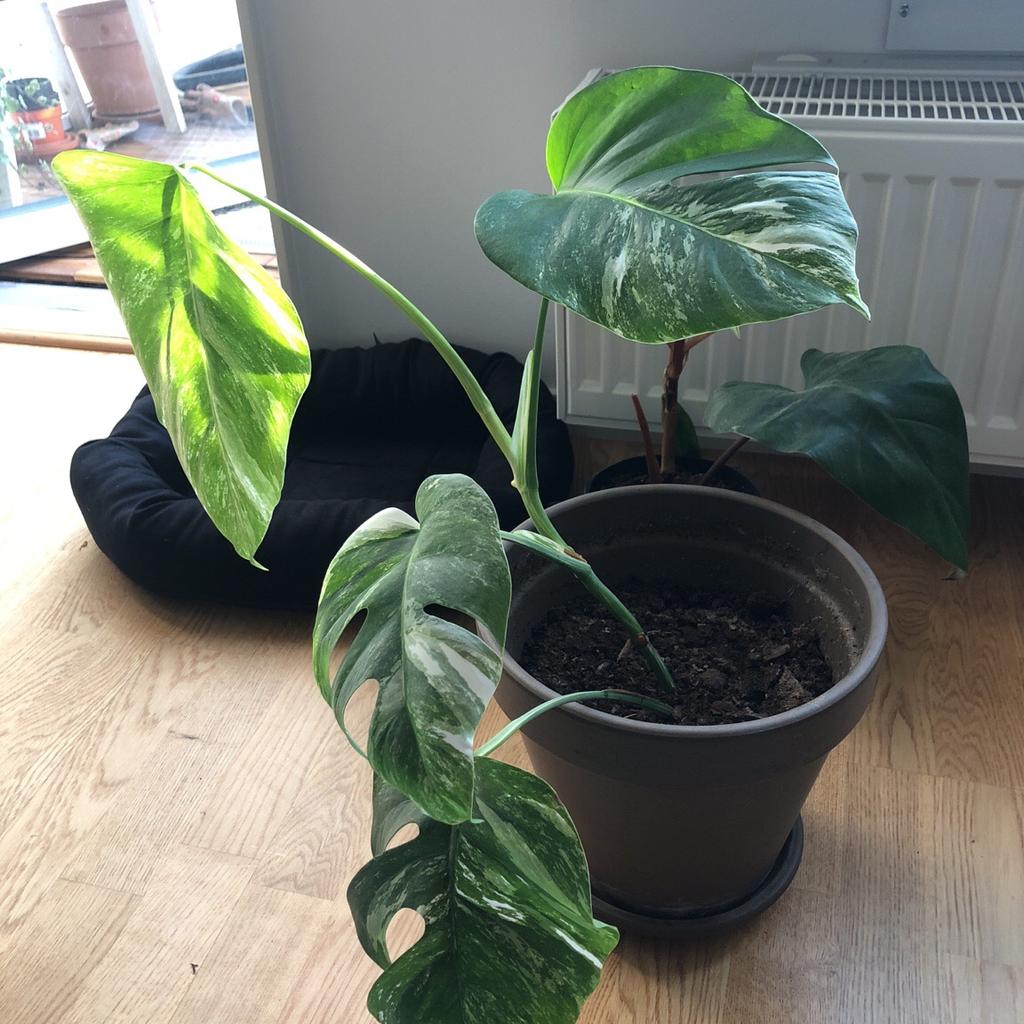 Stor rotad Monstera Variegata med kruka! in 12333 Stockholm for SEK 500 ...