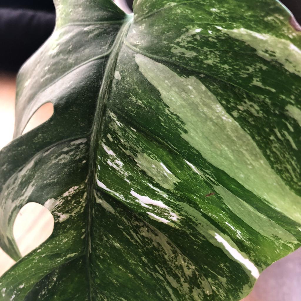 Stor rotad Monstera Variegata med kruka! in 12333 Stockholm for SEK 500 ...