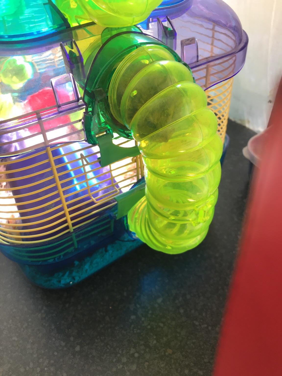 2 dwarf hamsters and cage in WS11 Cannock Chase for £30.00 for sale