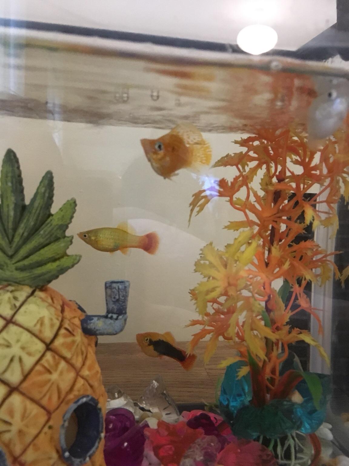 30L fish tank setup , a 15L tank and 4 fish in WS10 Walsall für 25,00 ...