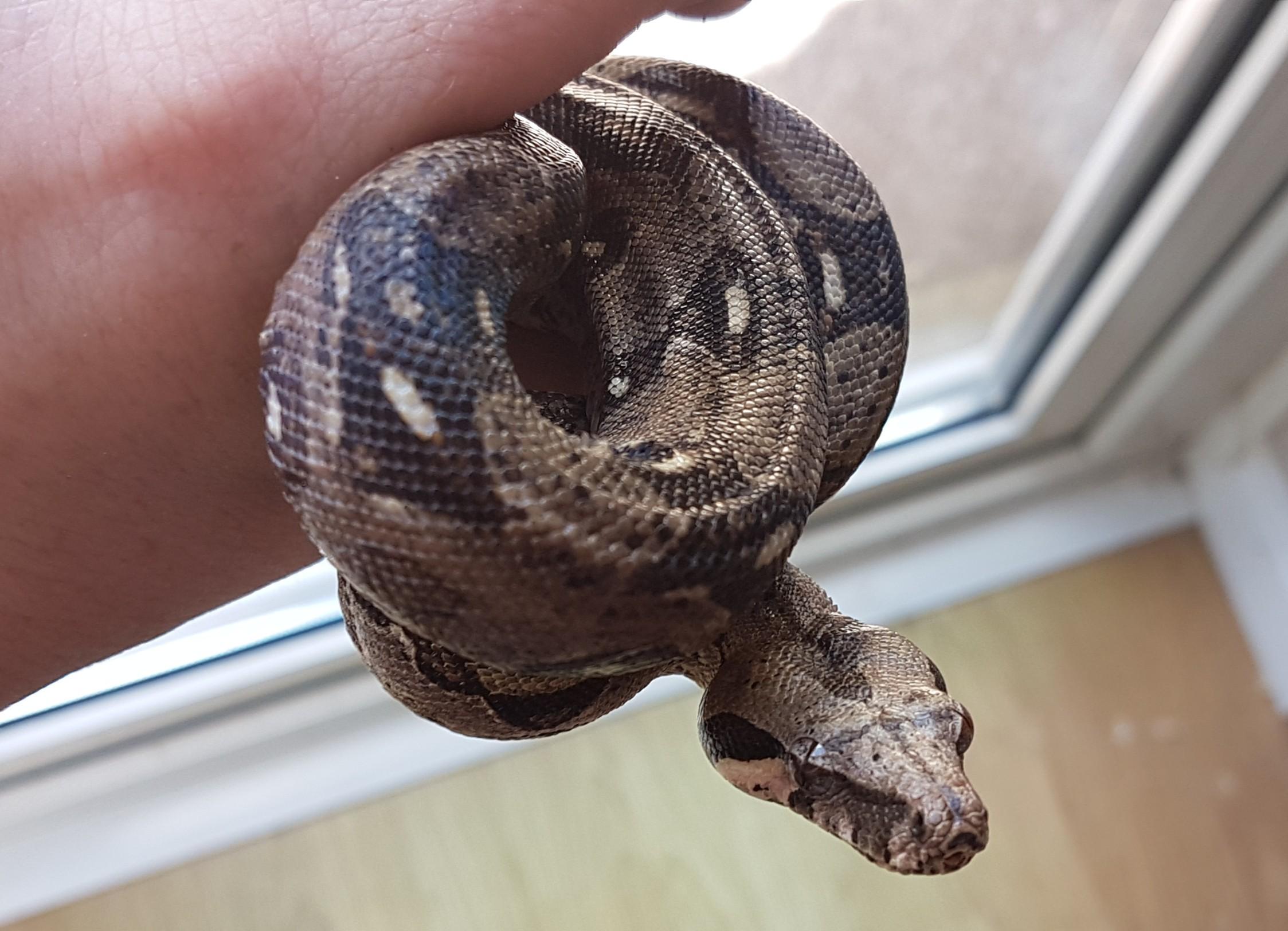 2 super dwarf boa's with full set up in DY10 Wyre Forest for £150.00 ...