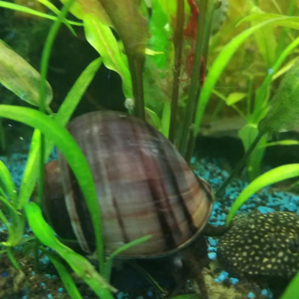 Schnecken für's Aquarium / je 5 Stück in 75031 Eppingen für € 2,00 zum
