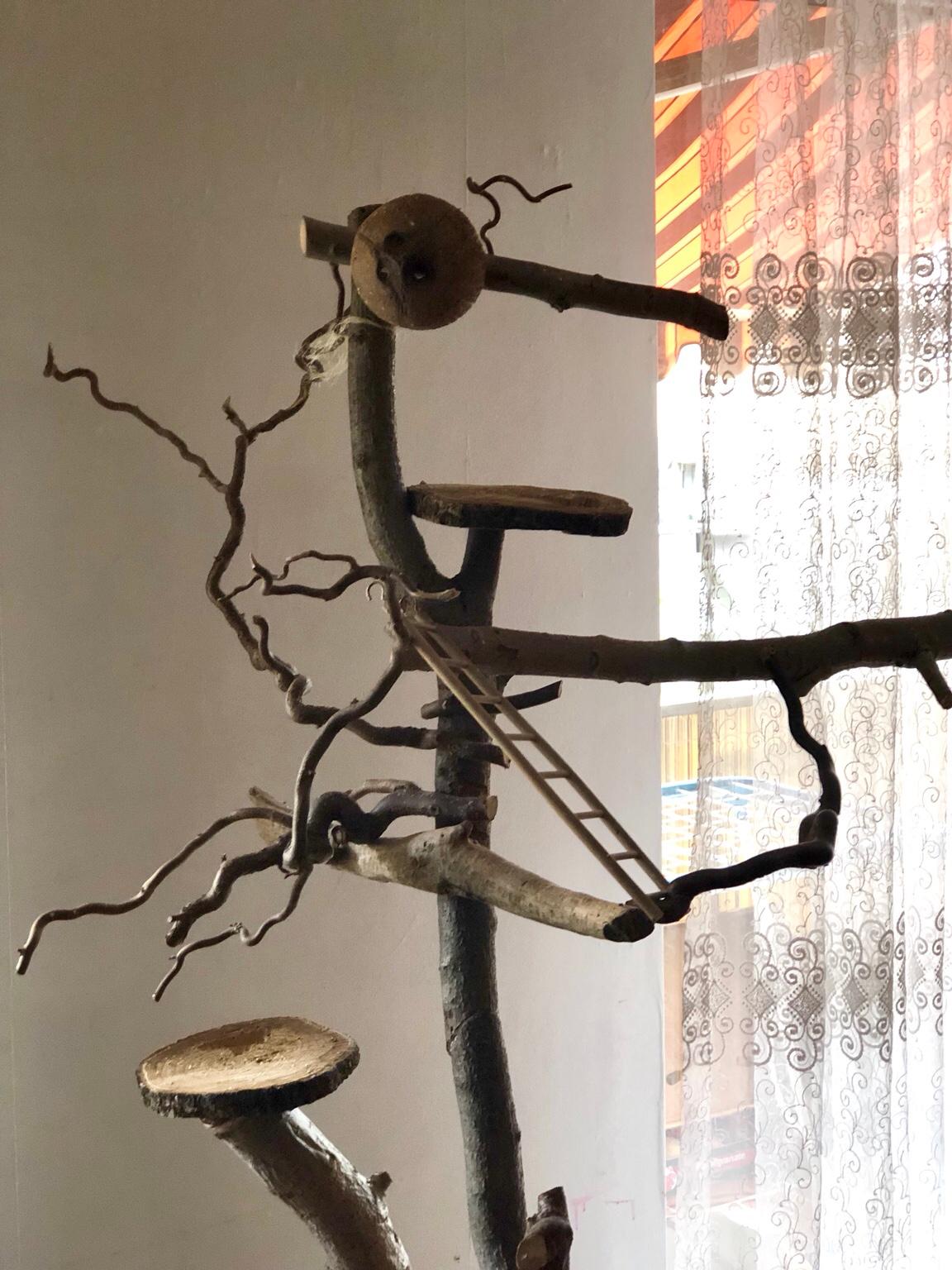 Vogelbaum Vogel Baum Vogelsitz Sitzplatz Holz in 65936 Frankfurt am Main für € 49,00 zum Verkauf