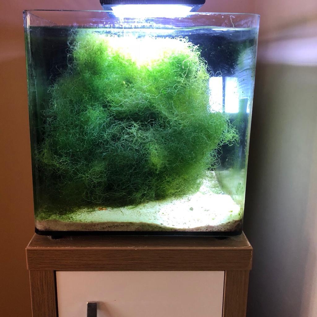 40 litre Marine Tank in TS10 Redcar für 70,00 £ zum Verkauf | Shpock DE