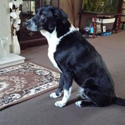 Bertie 7 year old border collie cross Dalmatian well behaved and house trained good with kids but not other dogs microchip and neutered call 
07429507009