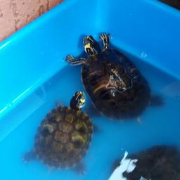 Regalo per conto di amico due tartarughe di acqua dolce completa di vaschetta.
Le tartarughe si trovano a Lecco e si possono ritirare solo nel fine settimana in orario da concordare.
Non perditempo grazie