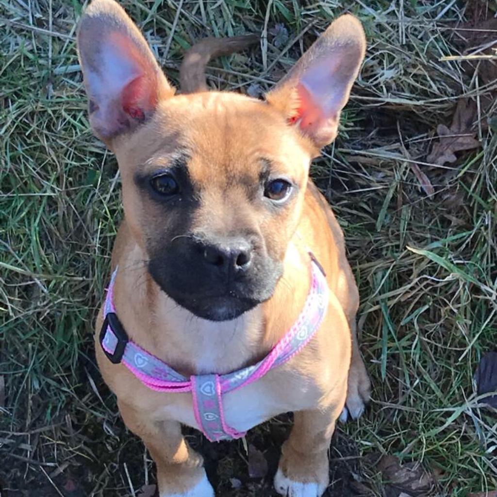 Frenchie x Staffie x Jack Russel bitch. in DE15 Staffordshire for £50.