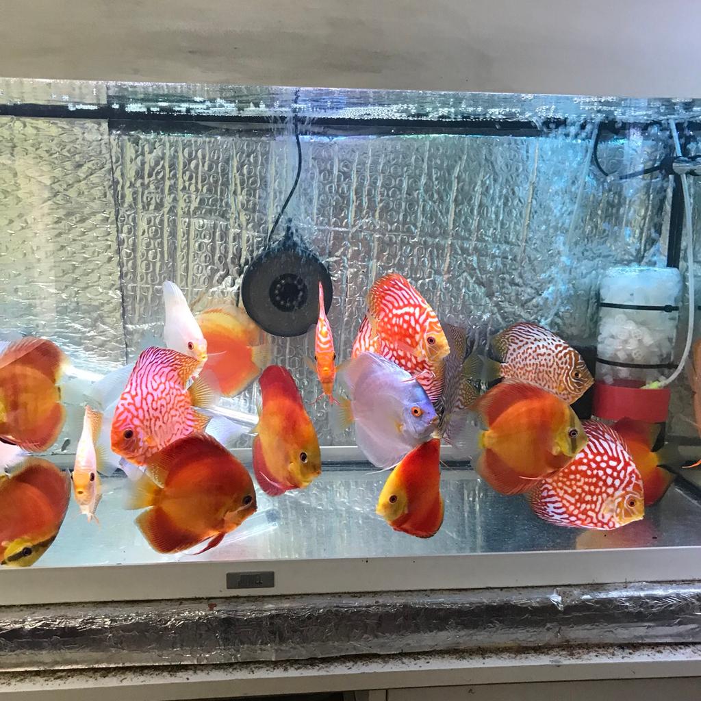 DISCUS FISH. in CH41 Wirral für £ 10,00 zum Verkauf | Shpock AT