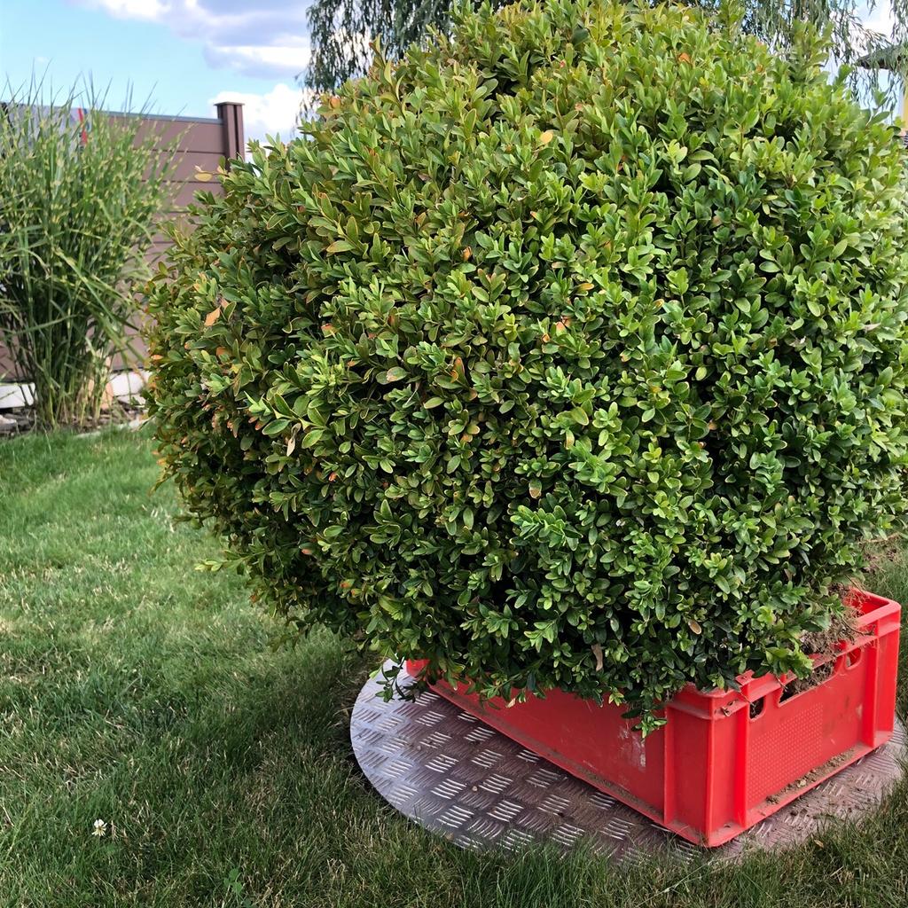 Bux ca. 90 cm in 1010 Wien für 69,00 € zum Verkauf | Shpock DE