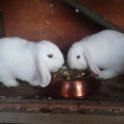 Here we have two brother for sale both mum and dad are Bew. Lovely cute bunnies price for one or can do a deal for both.
