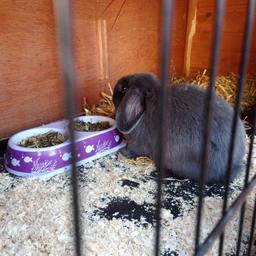 Here we have for sale young male rabbit. Cute and shy at times, Viewing welcome.