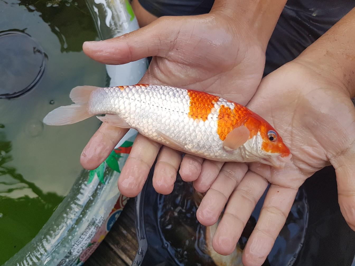 Pond fish for sale in S6 Sheffield for £60.00 for sale | Shpock