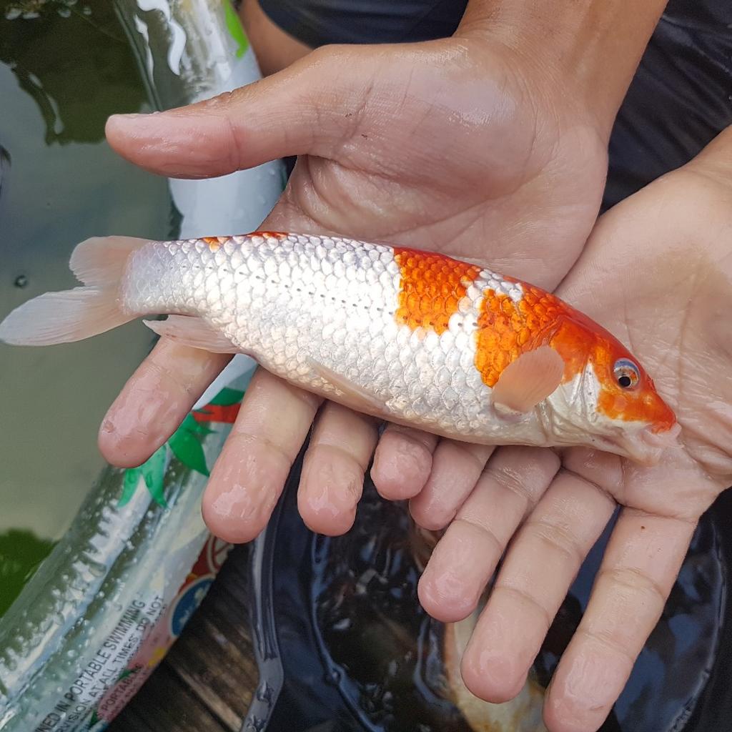 Pond fish for sale in S6 Sheffield for £60.00 for sale Shpock