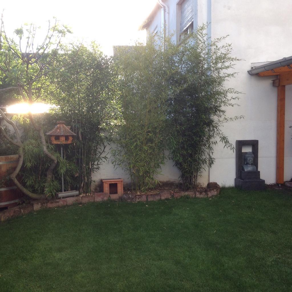 Bambuswurzeln zu verschenken in 67373 Dudenhofen for free for sale | Shpock