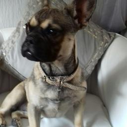 KC french bulldog girl 6 and half months old  relisted due to total time wasters dark sable colour fully vaccinated microchipped wormed and flead to date also dna papers comes with bed .bowls.and. excellent with children and other animals. VERY loving very reluctant sale comes with all above and kc papers absolutely stunning little girl her name is shadow no time wasters please or silly offers .Only offers near asking price considered collection only