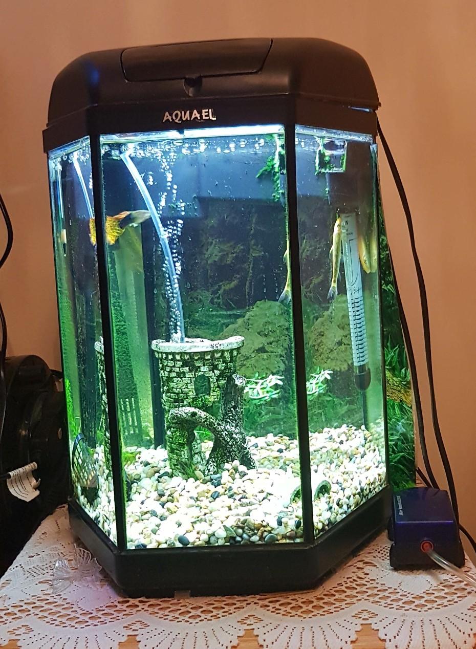 HEXAGONAL 21 LITRE TROPICAL AQUARIUM in MK40 Elstow für 10,00 £ zum