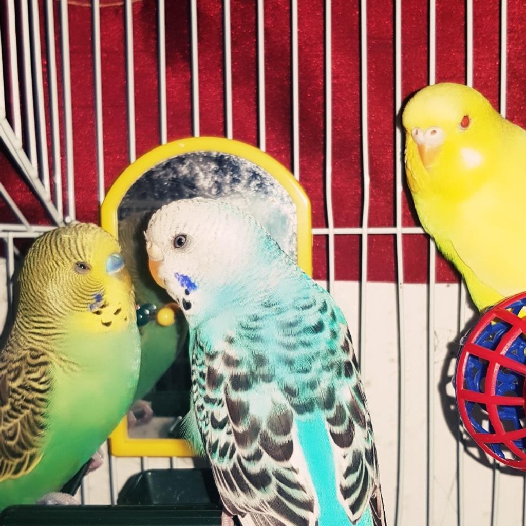 3 Wellensittiche🐥🐥🐥 in 84347 Pfarrkirchen für 100,00 € zum Verkauf