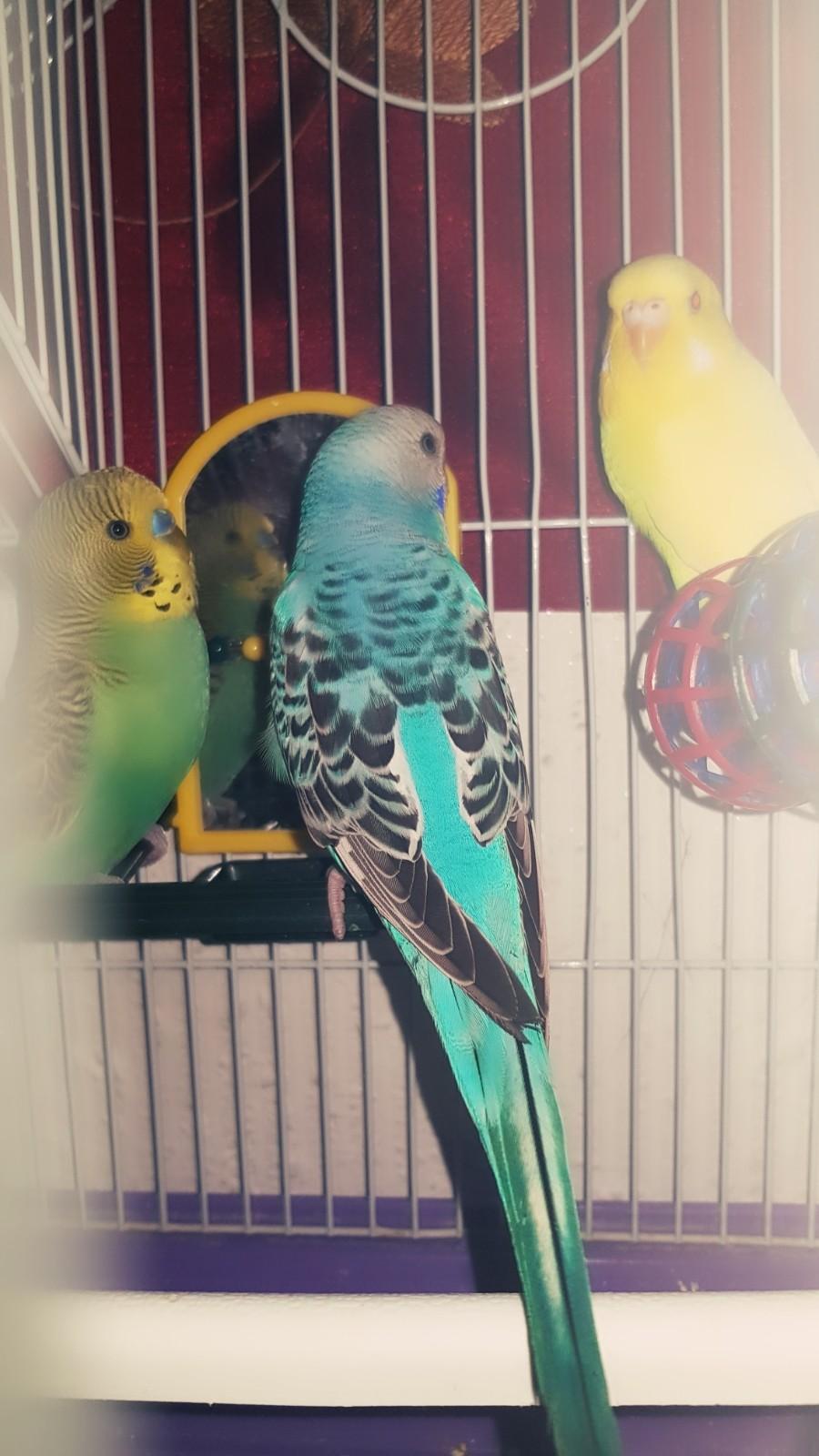 3 Wellensittiche🐥🐥🐥 in 84347 Pfarrkirchen für 100,00 € zum Verkauf
