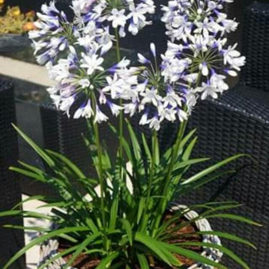 Agapanthus rare garden hardy plants in TS17 Thornaby für 10,00 £ zum