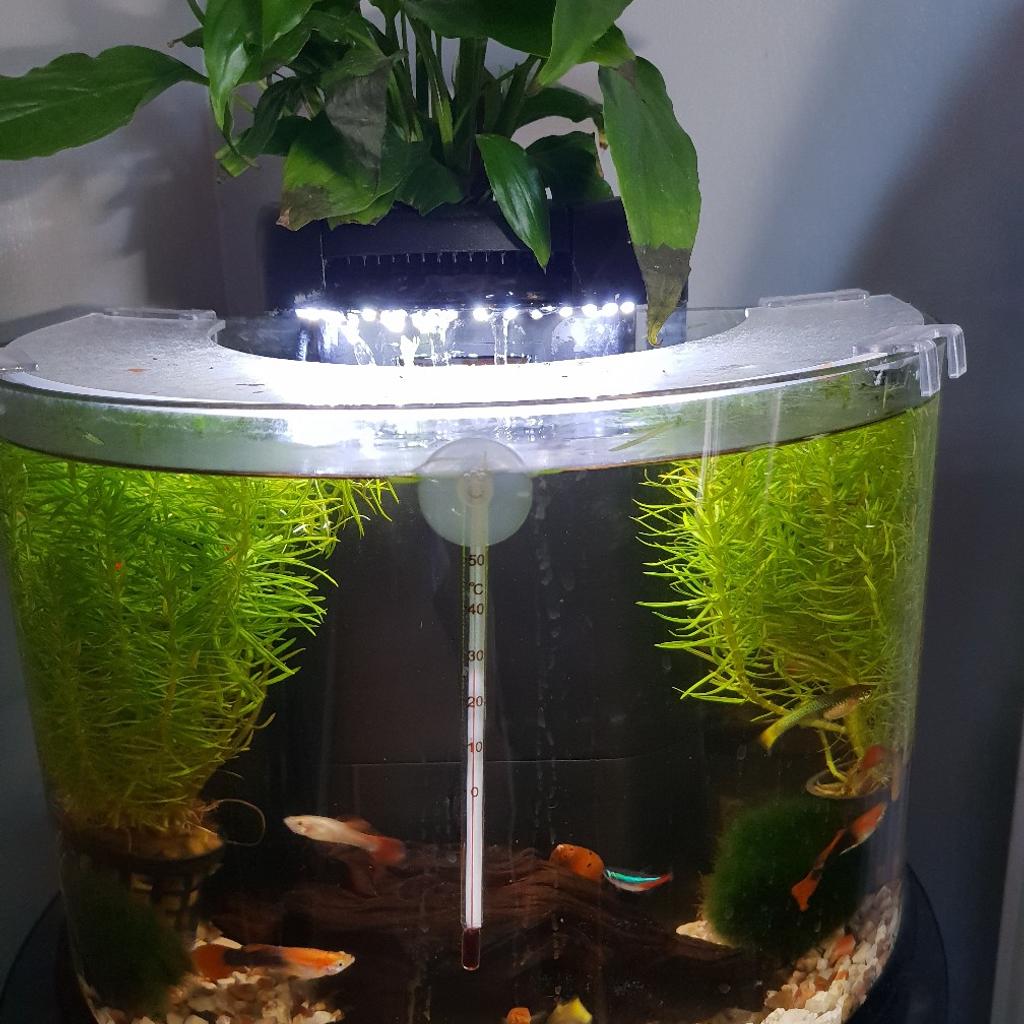 Superfish aquaponics 10 in ME15 Maidstone for £30.00 for sale | Shpock