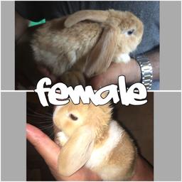 There are 2 females available
9weeks - ready to be taken
*If interested please make an offer or ask a question letting me know if you’re interested*
Or Contact me on: 07473034396
COLLECTION ONLY