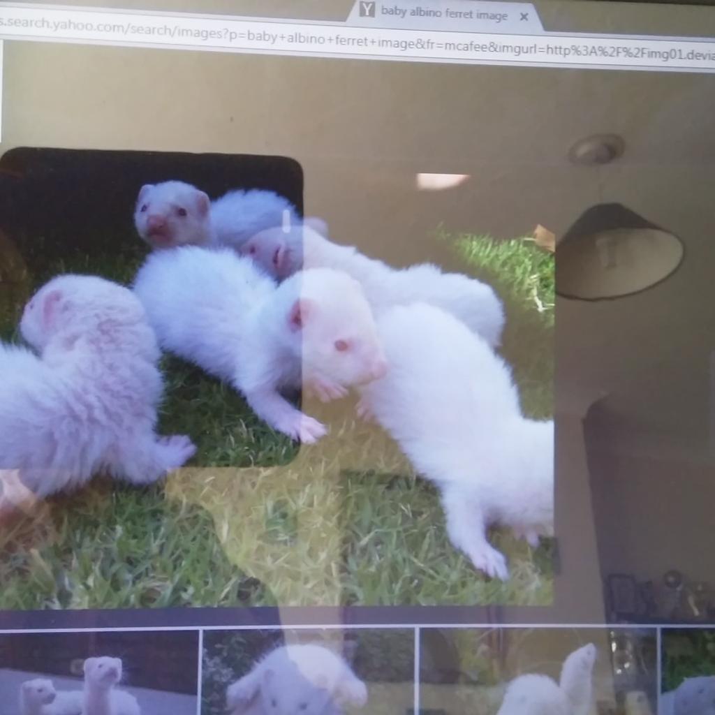 Beautiful baby albino ferrets for sale in PE4 Peterborough für 5,00