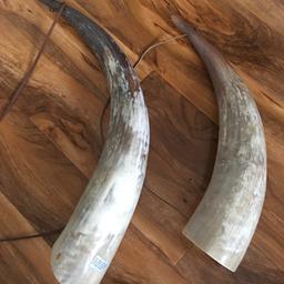 2 Ankole cow horns. One is 30inchs & other is 24 inches. Both have straps to hang on wall. £10.00
