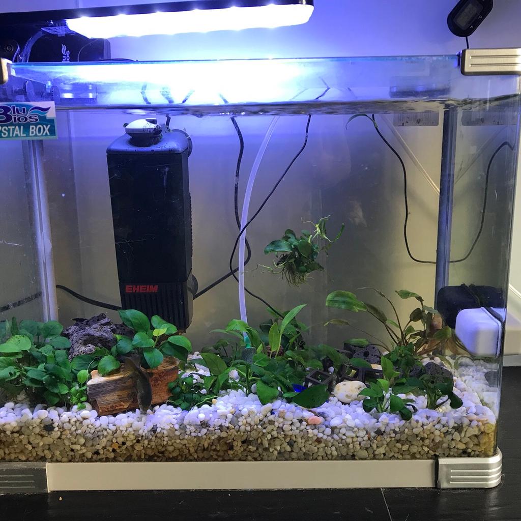 Acquario blu bios cristal box in for €45.00 for sale | Shpock