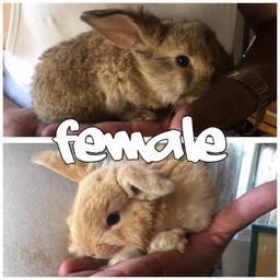 There are 2 females available
5weeks old - ready to be taken next week
*If interested please make an offer or ask a question letting me know if you’re interested*
Or Contact me on: 07473034396
COLLECTION ONLY