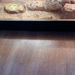 Hi i have 2 brearded dragons 1 male 1 female very kind and love being handled they come with with full set up and 4ft vivarium delivery is also available collection nn3