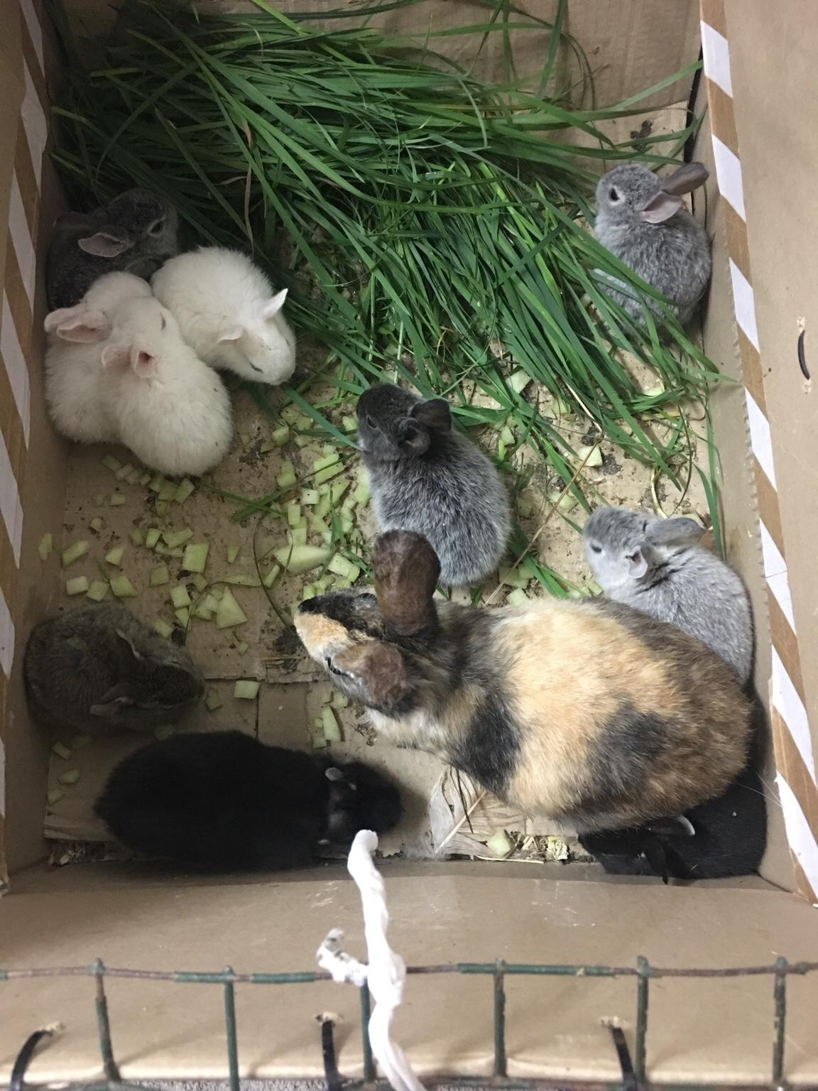 Rabbits for sale in B6 Birmingham für 80,00 £ zum Verkauf Shpock DE